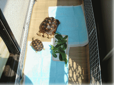 b0055276_0123959.gif