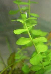 c0074591_1592866.jpg