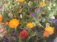 c0068149_22523724.jpg