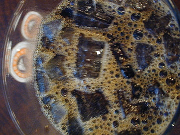 b0021251_1784990.jpg