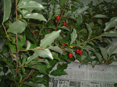 c0074553_1673637.jpg