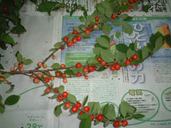 c0074553_1674510.jpg