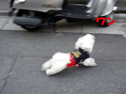 b0060071_104324.gif