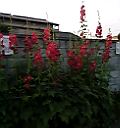 c0027700_13471743.jpg