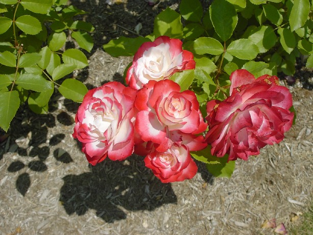 d0004813_1581383.jpg