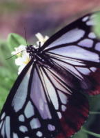 c0009927_1514789.jpg