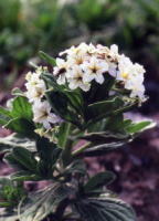 c0009927_1515796.jpg