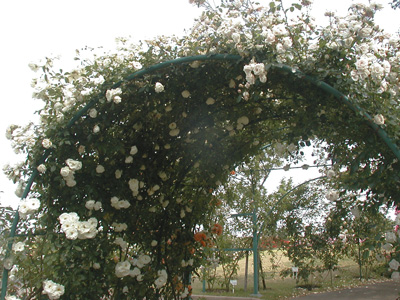 c0048042_1484377.jpg