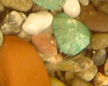 c0052304_6212528.jpg