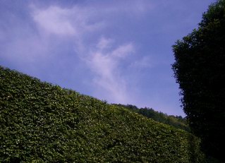 d0020159_8363932.jpg