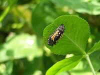 c0045882_21522833.jpg