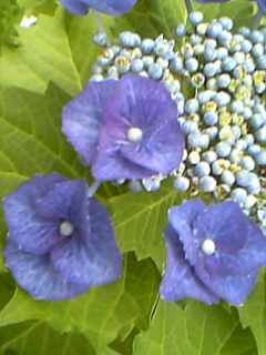 d0000607_22494935.jpg