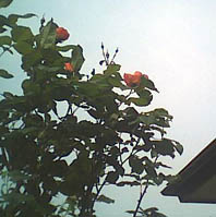 a0020929_928354.jpg