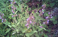 a0020929_9311466.jpg