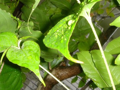 c0072847_15415388.jpg