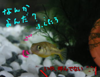 a0014770_046371.jpg