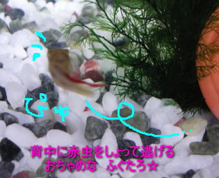 a0014770_0504037.jpg