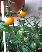 d0032405_20371766.jpg