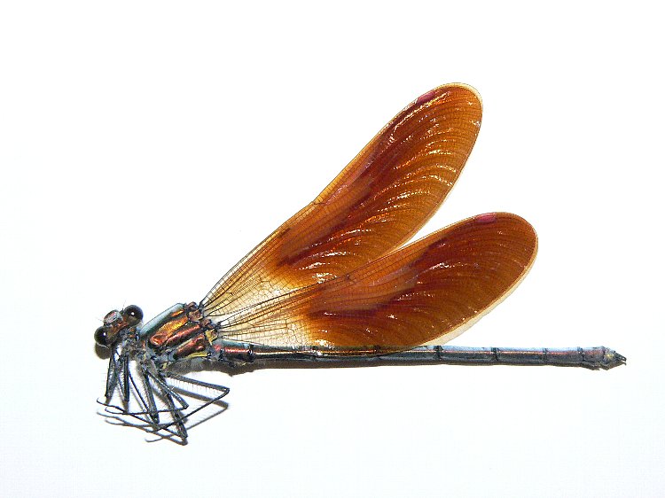 e0002314_18265245.jpg