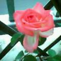 b0061261_2045825.jpg