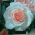 b0061261_20464998.jpg