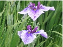 c0036203_0154264.jpg