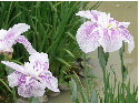 c0036203_053471.jpg