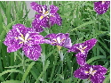 c0036203_0554.jpg