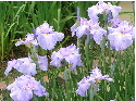 c0036203_08509.jpg
