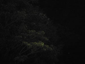 d0013645_1231833.jpg