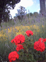 c0068149_2356982.jpg