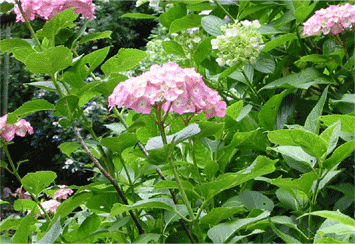 a0008459_0255272.gif