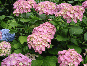 a0008459_02618.gif