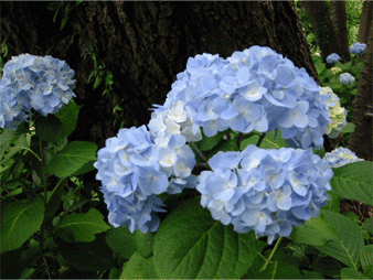 a0008459_0261917.gif