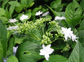 a0008459_0263281.gif