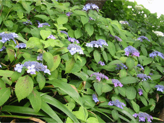 a0008459_0264049.gif