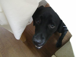 c0061964_2018213.jpg