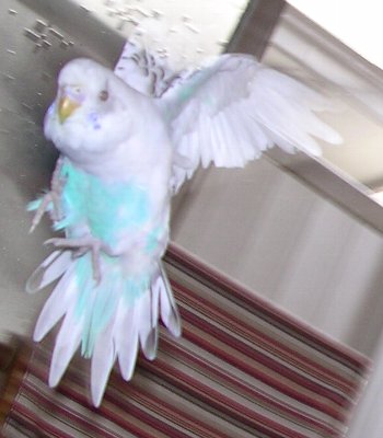 c0054148_104045.jpg