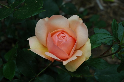 c0055857_432338.jpg