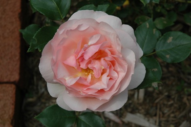 c0055857_4425414.jpg