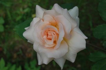 c0055857_447537.jpg