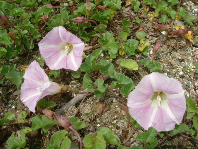 b0055171_16454849.jpg