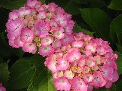b0039373_1764929.jpg