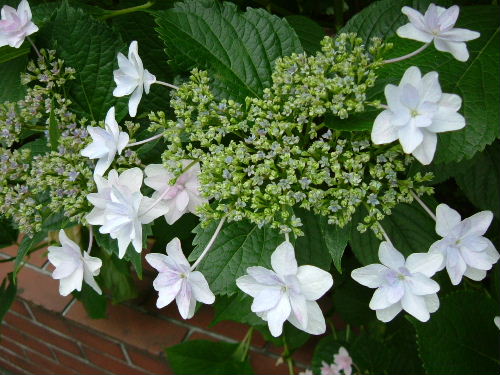 c0044199_17383043.jpg