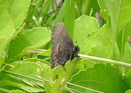 d0069235_1564152.jpg