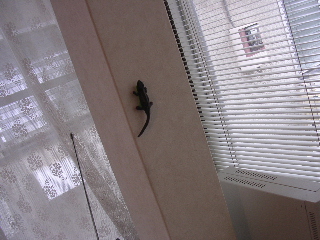 c0065643_11151391.jpg