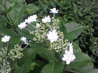c0069380_11303387.jpg