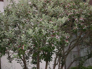 c0026824_11183119.jpg