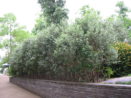 c0026824_23381785.jpg