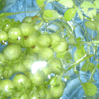 c0062361_21582081.gif